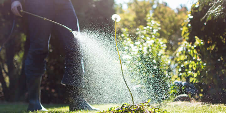 Lawn Weed Control Services in Louisville