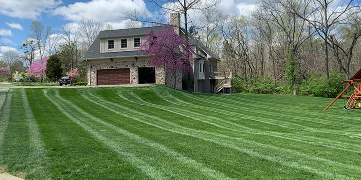 Professional Lawn Services in Louisville