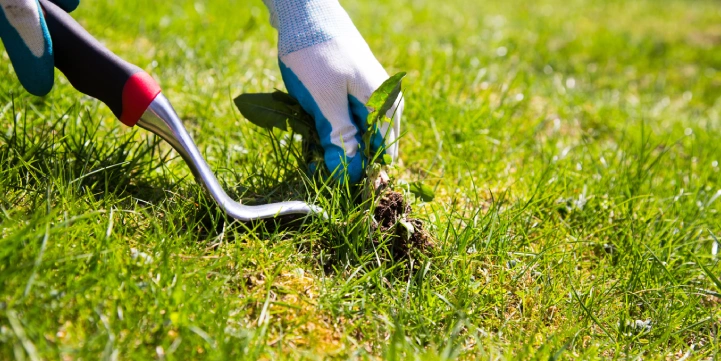 local weed control and fertilization in louisville